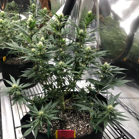 Sir Gheen of the Green (6) growlog timeline photo