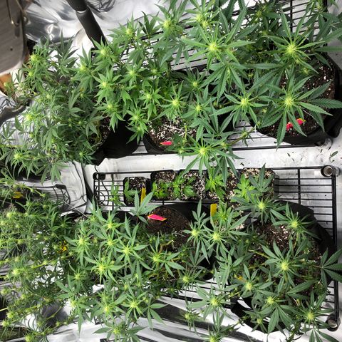 Sir Gheen of the Green (6) growlog timeline photo