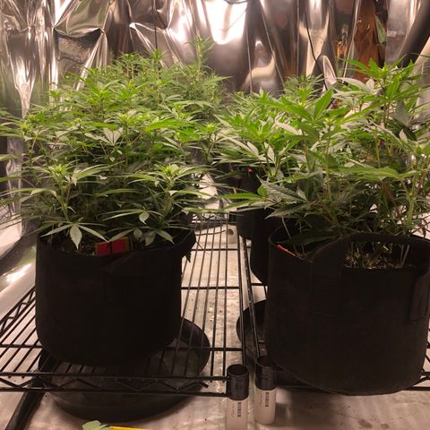 Sir Gheen of the Green (6) growlog timeline photo