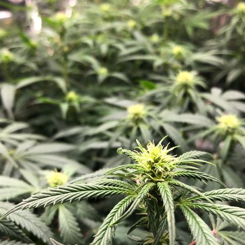 Sir Gheen of the Green (6) growlog timeline photo
