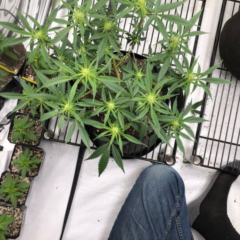 Sir Gheen of the Green (6) growlog timeline photo