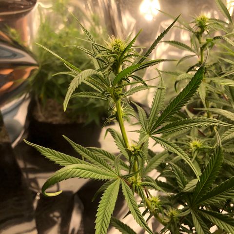 Sir Gheen of the Green (6) growlog timeline photo