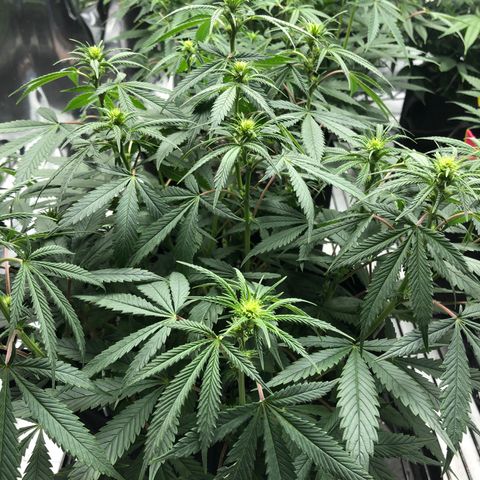 Sir Gheen of the Green (6) growlog timeline photo