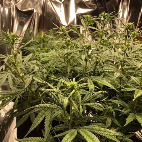 Sir Gheen of the Green (6) growlog timeline photo