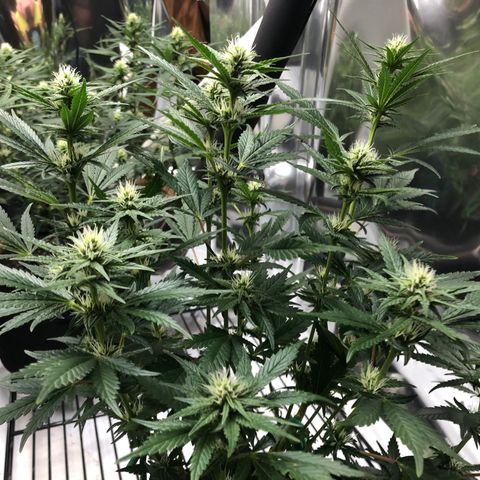 Sir Gheen of the Green (6) growlog timeline photo