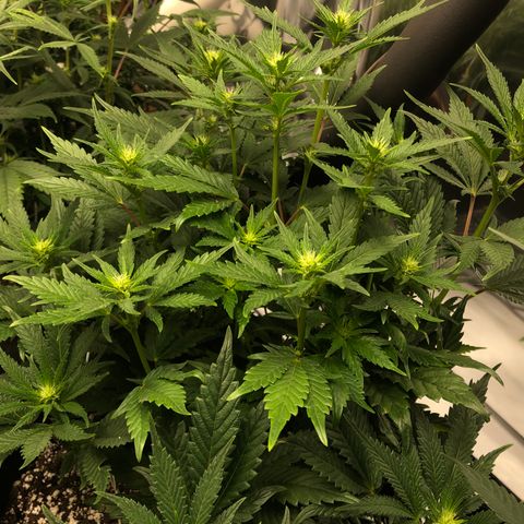 Sir Gheen of the Green (6) growlog timeline photo