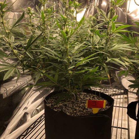 Sir Gheen of the Green (6) growlog timeline photo
