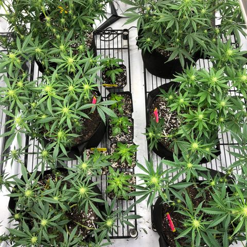 Sir Gheen of the Green (6) growlog timeline photo