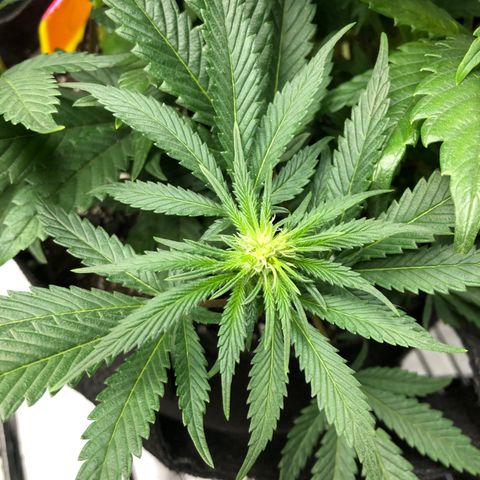 Sir Gheen of the Green (6) growlog timeline photo