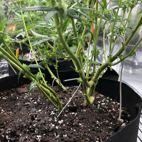 Sir Gheen of the Green (6) growlog timeline photo
