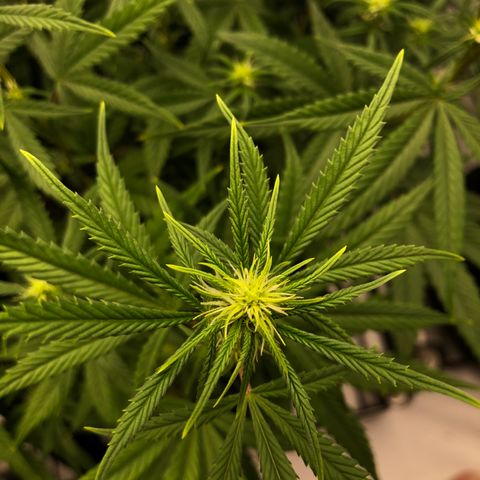 Sir Gheen of the Green (6) growlog timeline photo