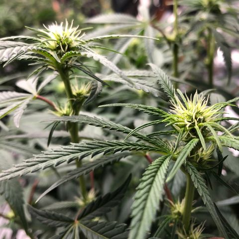 Sir Gheen of the Green (6) growlog timeline photo