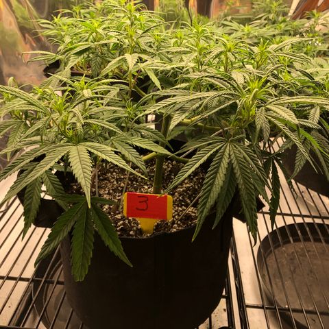 Sir Gheen of the Green (6) growlog timeline photo
