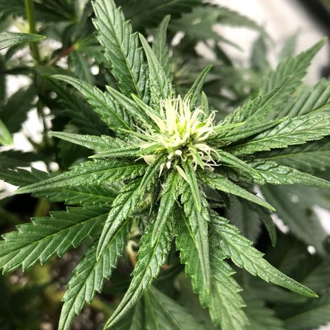 Sir Gheen of the Green (6) growlog timeline photo