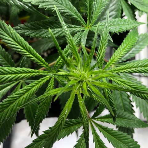 Sir Gheen of the Green (6) growlog timeline photo