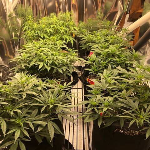 Sir Gheen of the Green (6) growlog timeline photo