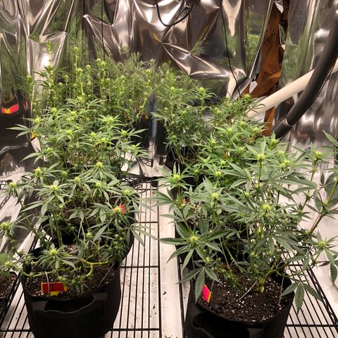Sir Gheen of the Green (6) growlog timeline photo
