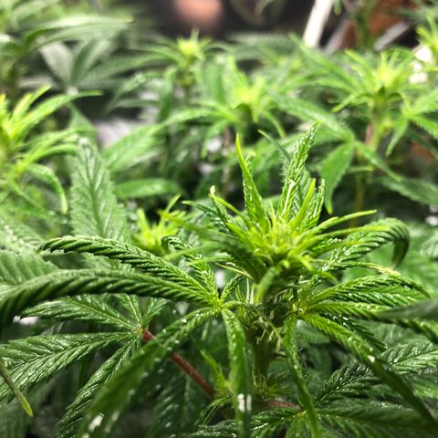 Sir Gheen of the Green (6) growlog timeline photo