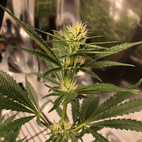 Sir Gheen of the Green (6) growlog timeline photo