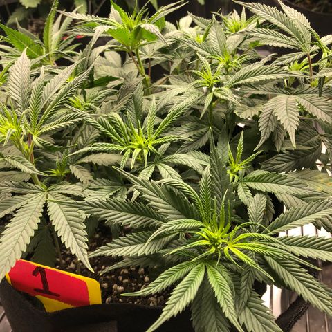 Sir Gheen of the Green (6) growlog timeline photo