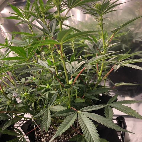Sir Gheen of the Green (6) growlog timeline photo