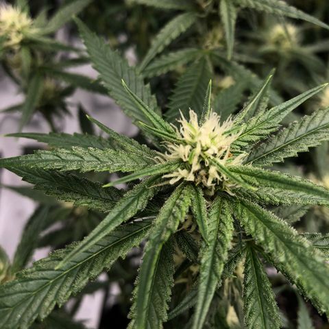 Sir Gheen of the Green (6) growlog timeline photo
