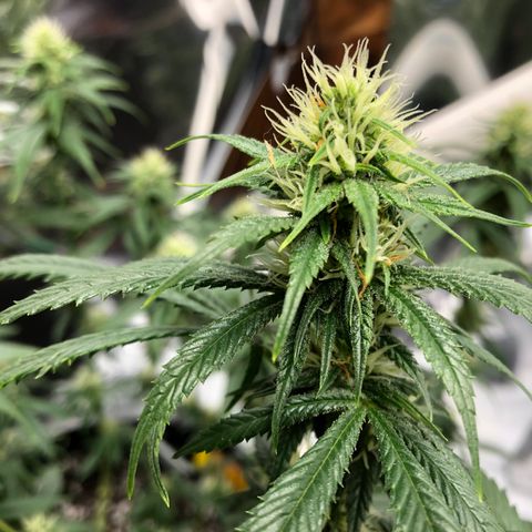 Sir Gheen of the Green (6) growlog timeline photo