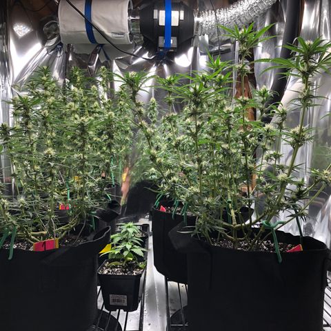 Sir Gheen of the Green (6) growlog timeline photo