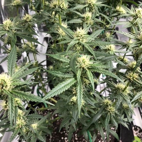 Sir Gheen of the Green (6) growlog timeline photo