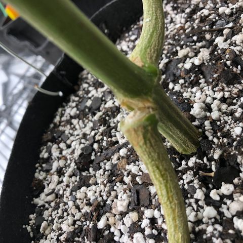 Sir Gheen of the Green (6) growlog timeline photo