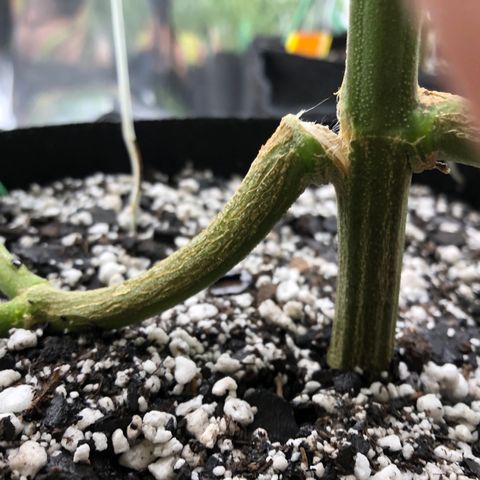 Sir Gheen of the Green (6) growlog timeline photo