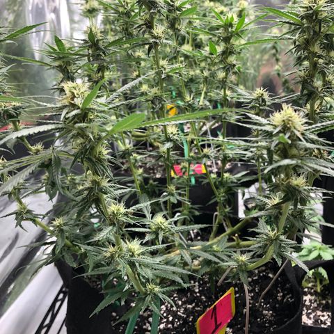 Sir Gheen of the Green (6) growlog timeline photo