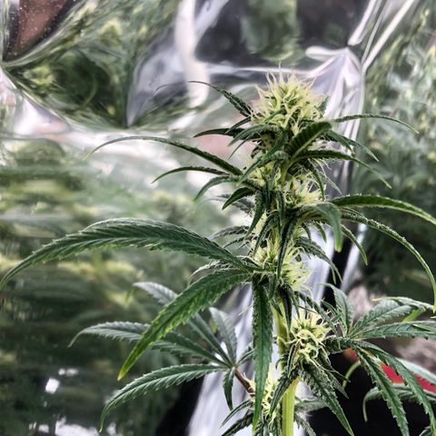 Sir Gheen of the Green (6) growlog timeline photo