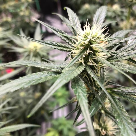 Sir Gheen of the Green (6) growlog timeline photo