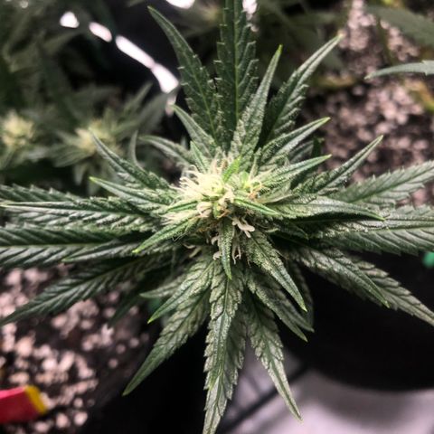 Sir Gheen of the Green (6) growlog timeline photo