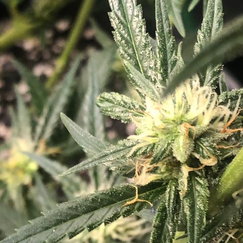 Sir Gheen of the Green (6) growlog timeline photo