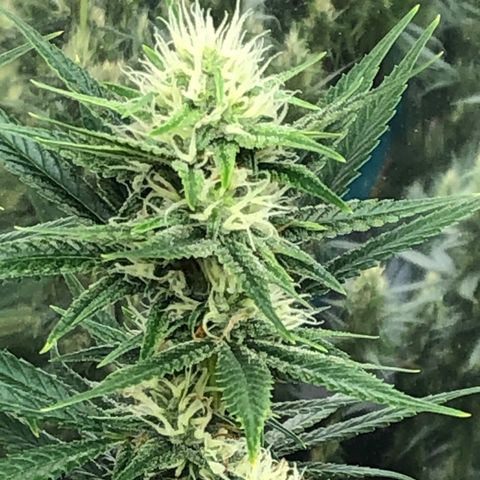 Sir Gheen of the Green (6) growlog timeline photo
