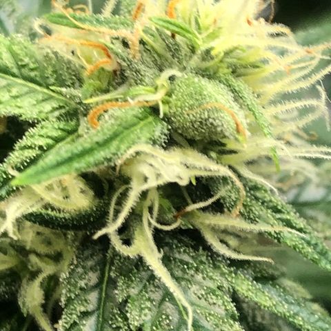 Sir Gheen of the Green (6) growlog timeline photo