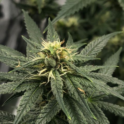 Sir Gheen of the Green (6) growlog timeline photo
