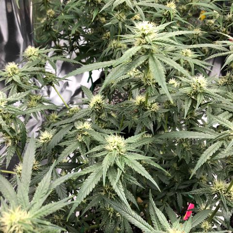 Sir Gheen of the Green (6) growlog timeline photo