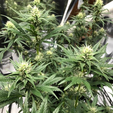 Sir Gheen of the Green (6) growlog timeline photo