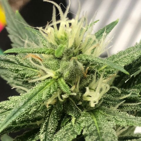 Sir Gheen of the Green (6) growlog timeline photo