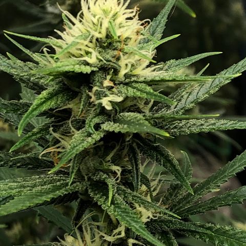 Sir Gheen of the Green (6) growlog timeline photo