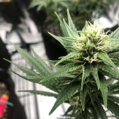 Sir Gheen of the Green (6) growlog timeline photo