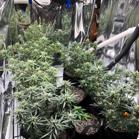 Sir Gheen of the Green (6) growlog timeline photo