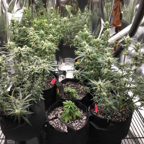 Sir Gheen of the Green (6) growlog timeline photo