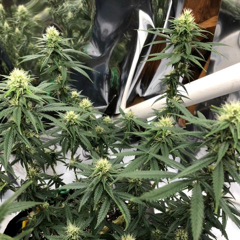 Sir Gheen of the Green (6) growlog timeline photo