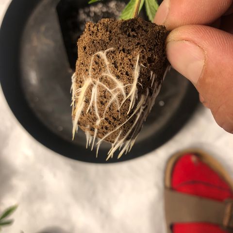 Gheen 456 growlog timeline photo