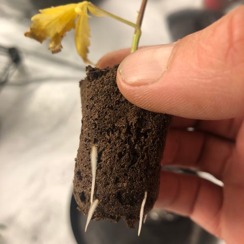 Gheen 456 growlog timeline photo