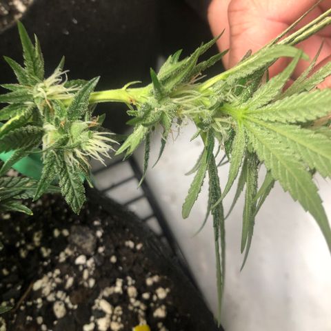 Sir Gheen of the Green (6) growlog timeline photo